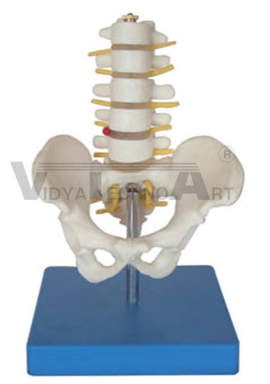 Half-size pelvis with 5pcs lumbar vertebrae